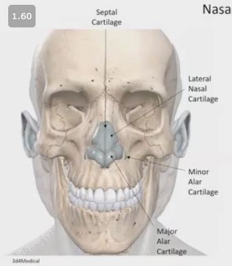 HIstology of Nasal Cavity, Paranasal Sinuses, Pharynx and Larynx (Woodbury) Flashcards | Quizlet