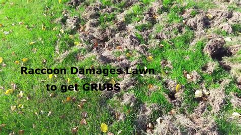 Lawn Damage Raccoons And Skunks Grubs Are The Cause