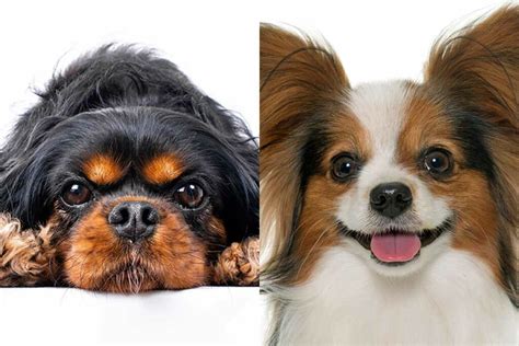 Cavalier King Charles Spaniel Vs Papillon Whats The Difference