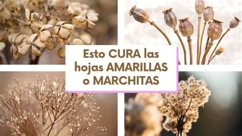 Abono Orgánico casero REVIVE tus PLANTAS CURA las HOJAS AMARILLAS o