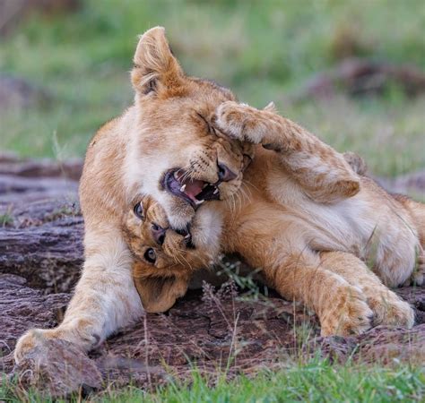 Photo Gallery Of Big Cats Big Cats In Africa