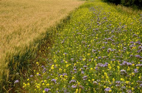 Ervaringen Uit Project Natuurinclusieve Akkerbouw Groen Kennisnet