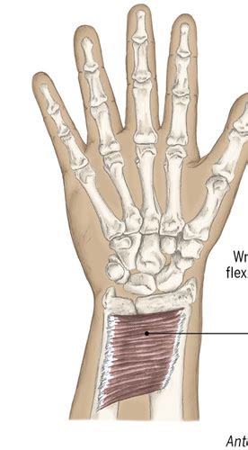 Anatomy Quiz 5 Elbow And Forearm Flashcards Quizlet