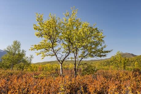 250 Abisko national park Stock Pictures, Editorial Images and Stock ...