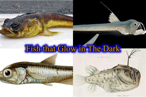 10 Unbelievable Fish That Glow In The Dark With Pictures