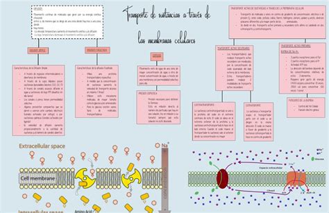 Transporte de sustancias a través de la membrana Gi Molina uDocz