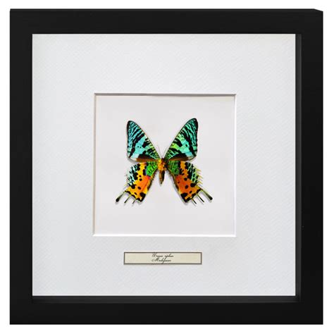 Quadro Decorativo Borboleta Urania Ripheus