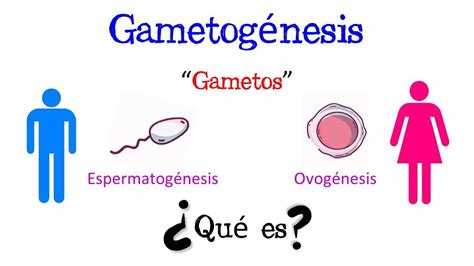 Qué es la Gametogénesis Fácil y Rápido BIOLOGÍA YouTube