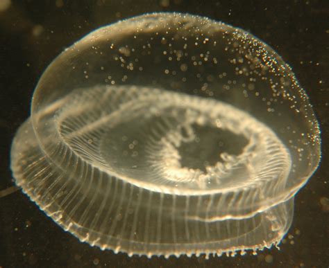 Crystal Jellyfish Aequorea Victoria