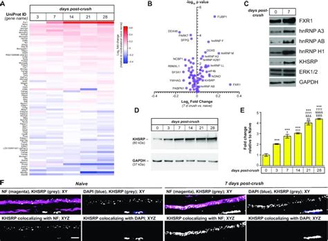 Intra Axonal Translation Of Khsrp MRNA Slows Axon Regeneration By