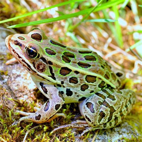 Northern Leopard Frog Wonderlab