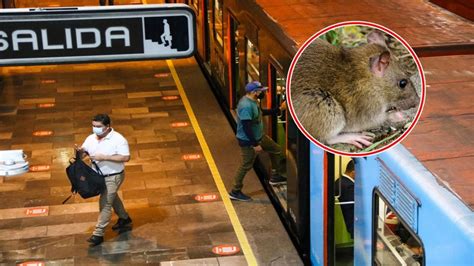 Plaga De Ratas En El Metro De La Cdmx Esto Sabemos La Silla Rota