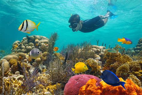 Caribbean Sea Colorful Coral Reef With Tropical Fish And A Man