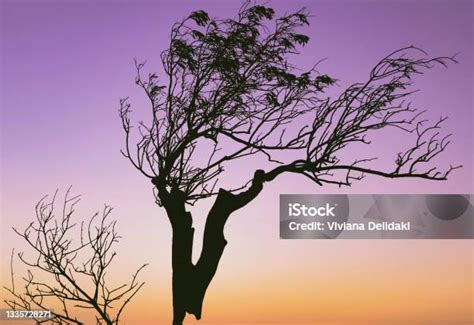 Silhouette Of Burnt Tree After Forest Fire Stock Photo Download Image