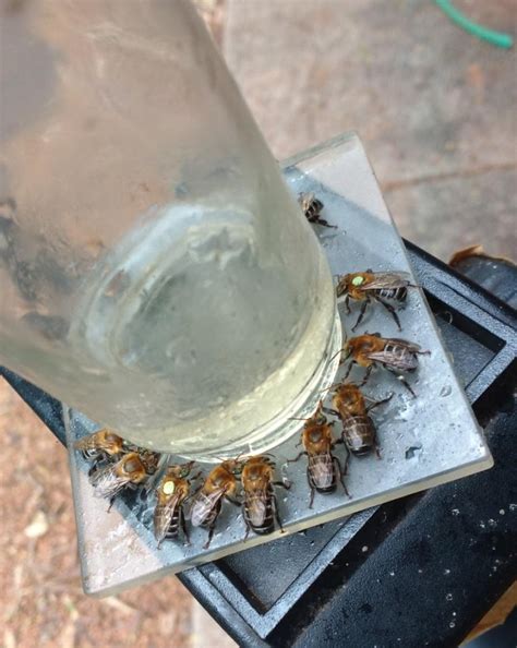 Pollination and eavesdropping: did you know that stingless bees can be ...