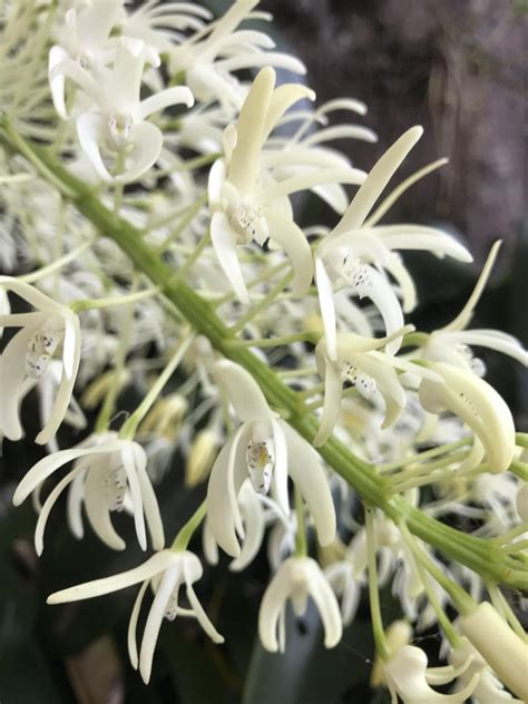 Rock Lily Dendrobium Speciosum In North Haven Nsw Rnativeorchidsaus