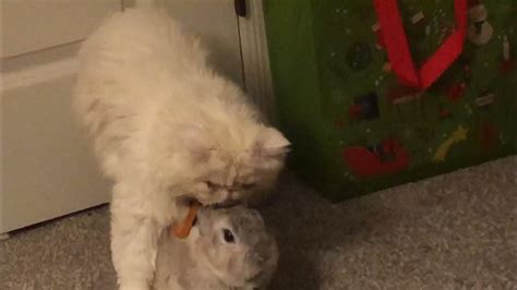 Snowball Kissing On Snowy Youtube