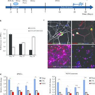 NGN2 Mediated Conversion Of IPSCs To INs A Timeline Of Differentiation