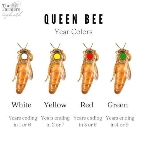 Marking Queen Bees | BEST Markers + Methods – The Farmers Cupboard