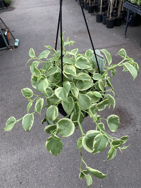 Peperomia Scandens ‘variegata Westlake Nursery