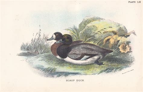 Duck Print Antique Prints Of Ducks