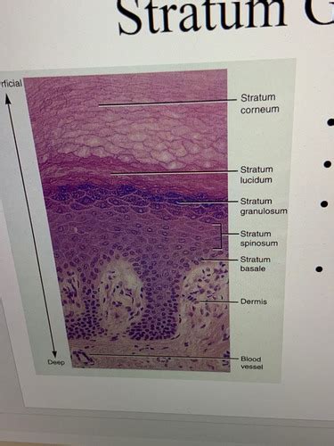 Anatomy Chapter 4 The Integumentary System Flashcards Quizlet