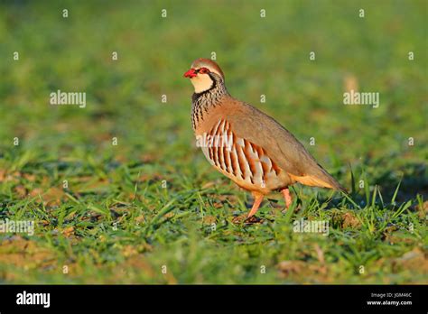 Red Legged Partridge Alectoris Rufa On Farmland In Norfolk UK Stock