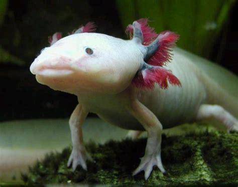 Axolotl, a that is always smiling (47 pics) - Izismile.com