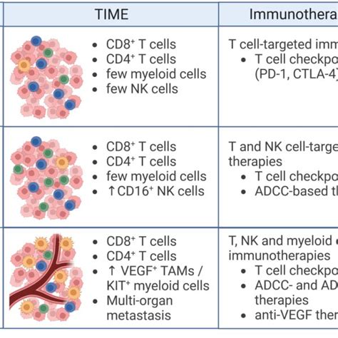 Cancer Immunotherapy In Humanized Pdx Mouse Models Efficient And