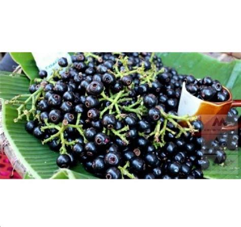 Lipote Tree Seedlingsbrazilian Grape Fruit Seedlings Furniture And Home