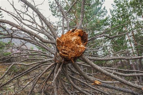 The Wind Broke A Large Tree In A Coniferous Forest Broken Pine Trunk