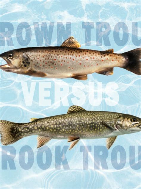 Steelhead Vs Rainbow Trout Tastylicious