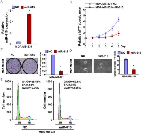 Mir 615 Upregulation Inhibited Breast Cancer Cell Proliferation A