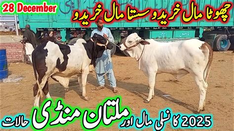 Multan Cow Mandi Latest Update Today 28 12 2023 Multan Janwar Mandi