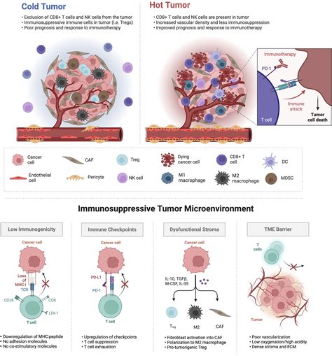 frontiers microphysiological systems  models  immunologically