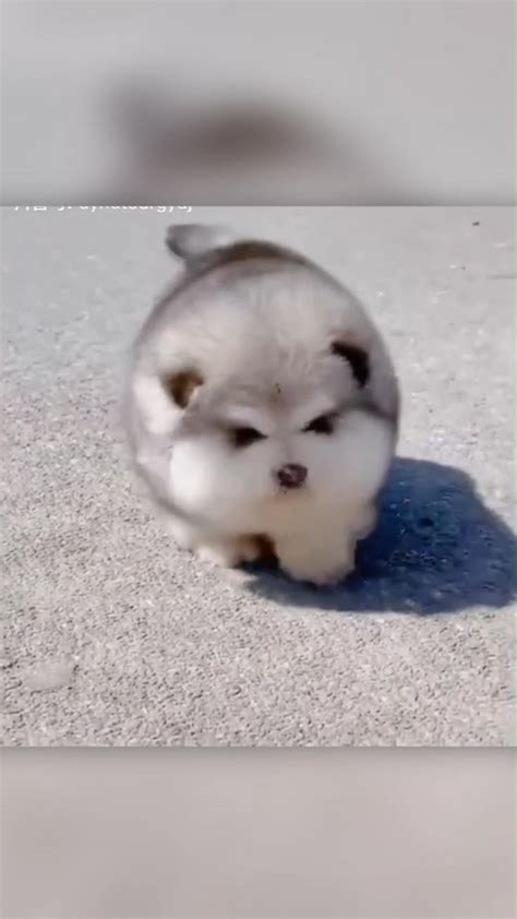 Say Hello To This Fluffy Pomsky Puppy