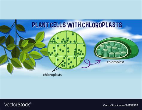 Chloroplast In Leaves