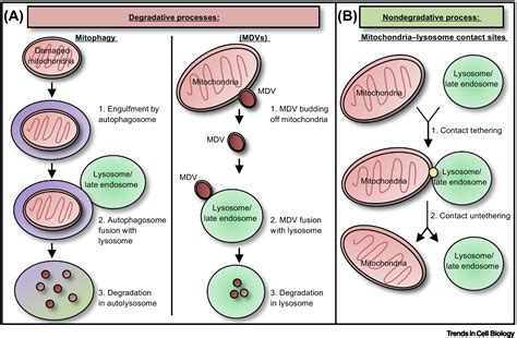 Regulation And Function Of Mitochondrialysosome Membrane Contact Sites In Cellular Homeostasis