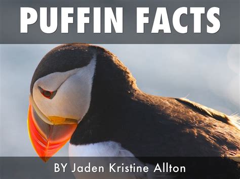 Puffin Facts by Jaden Allton