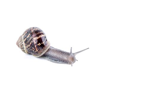 Snail Free Stock Photo - Public Domain Pictures