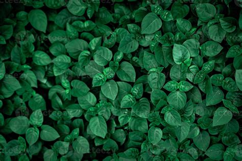 densas hojas de color verde oscuro en el jardín textura de hoja verde