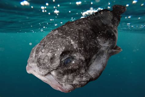 Peixe Bolha Curiosidades E Biologia Do Psychrolutes Marcidus