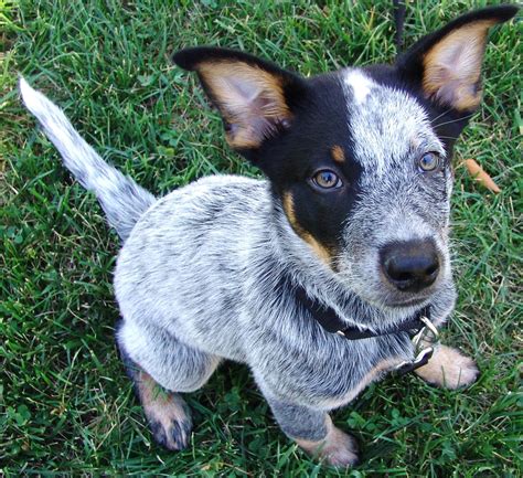 Brutus Australian Cattle Dog 12 Weeks Old Blue Heeler