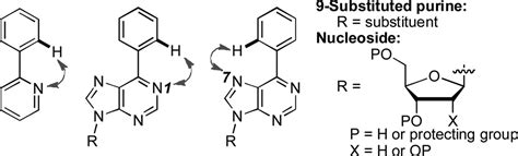 Direct Arylation Of 6 Phenylpurine And 6 Arylpurine Nucleosides By