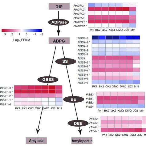 Expression Patterns Of Genes Related To The Starch Biosynthesis