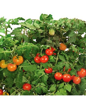 AeroGarden Heirloom Cherry Tomatoes 9-Pod Refill Kit - Macy's