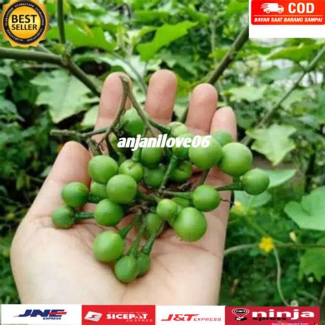 Jual Buah Cepokaktakokak Fres 500gr Shopee Indonesia