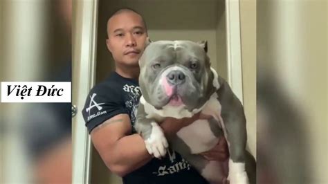 Những Con Chó Pitbull đáng Yêu Nhất 2020 Pitbull Youtube