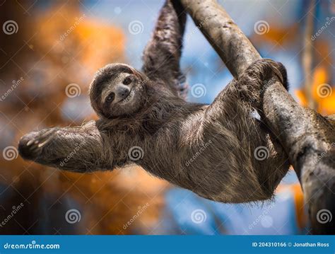 A Happy Sloth Hanging From A Tree Stock Photo Image Of Face Tree