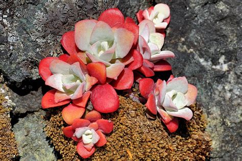 Victoria Daily Photo Broad Leaved Stonecrop Sedum Spathufolium